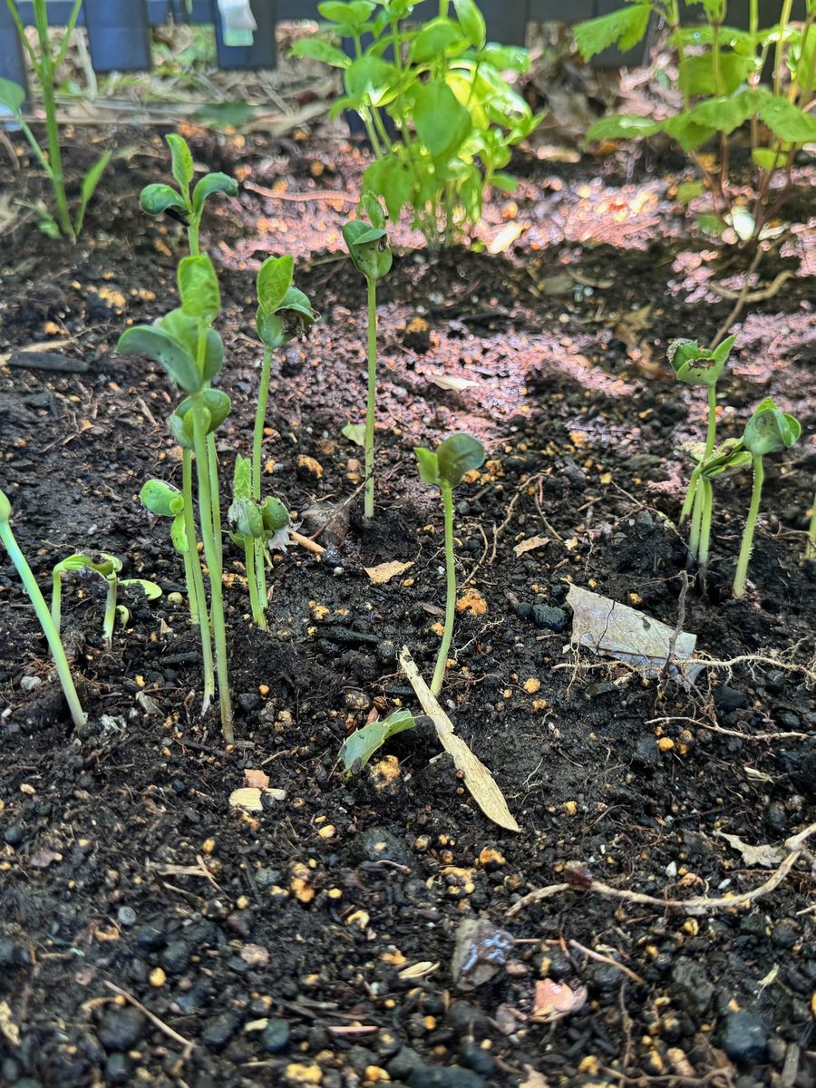 開墾した土に並んで芽を出した豆の苗。奥にバジルが育っている