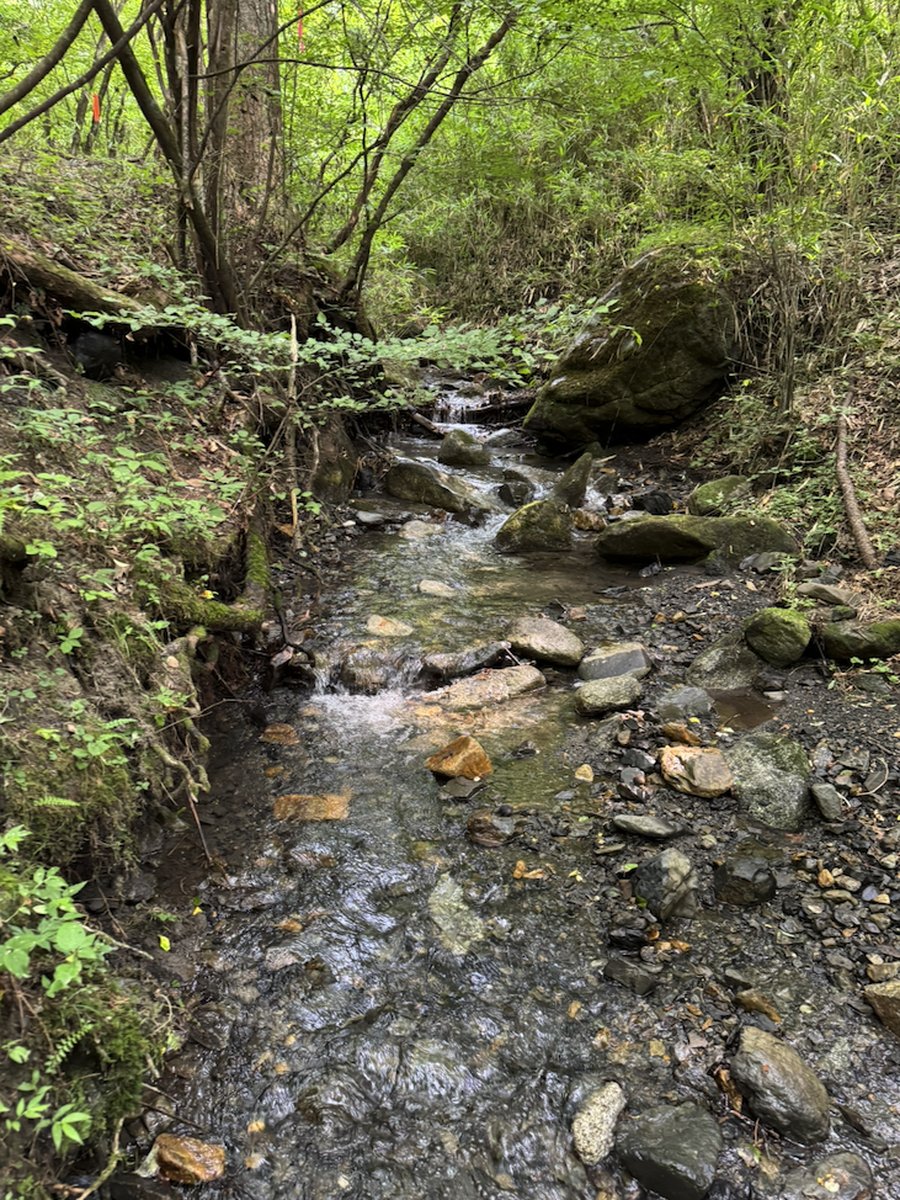 沢を上流に向かって見たところ。石の間を水が流れ、両岸は苔と草に覆われている