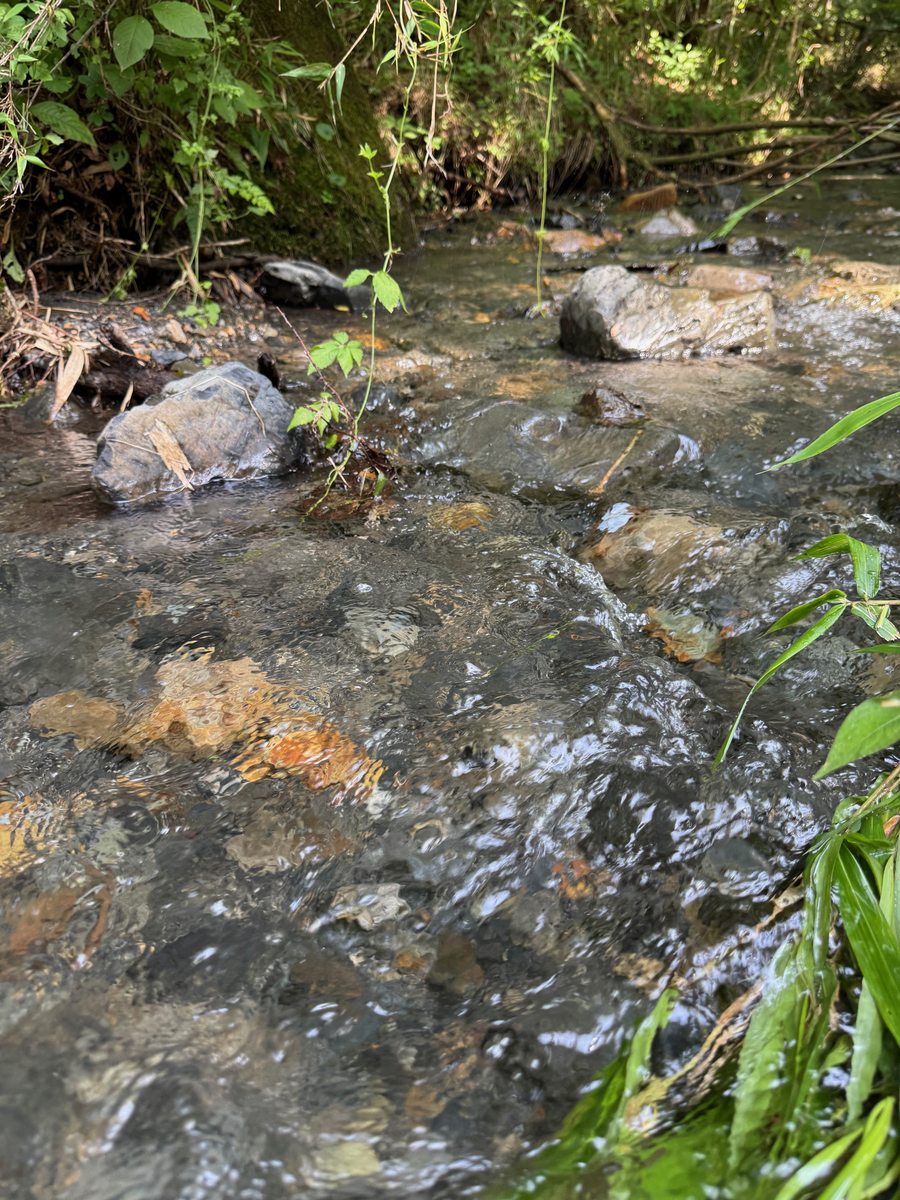 石の間を白く泡立ちながら流れる沢。周囲は夏の緑に覆われている