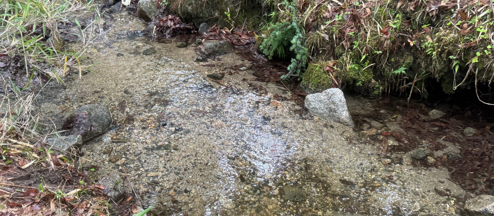 山林のなかを浅く広がって流れる沢。川床は砂利で、両岸は苔と落ち葉に覆われている