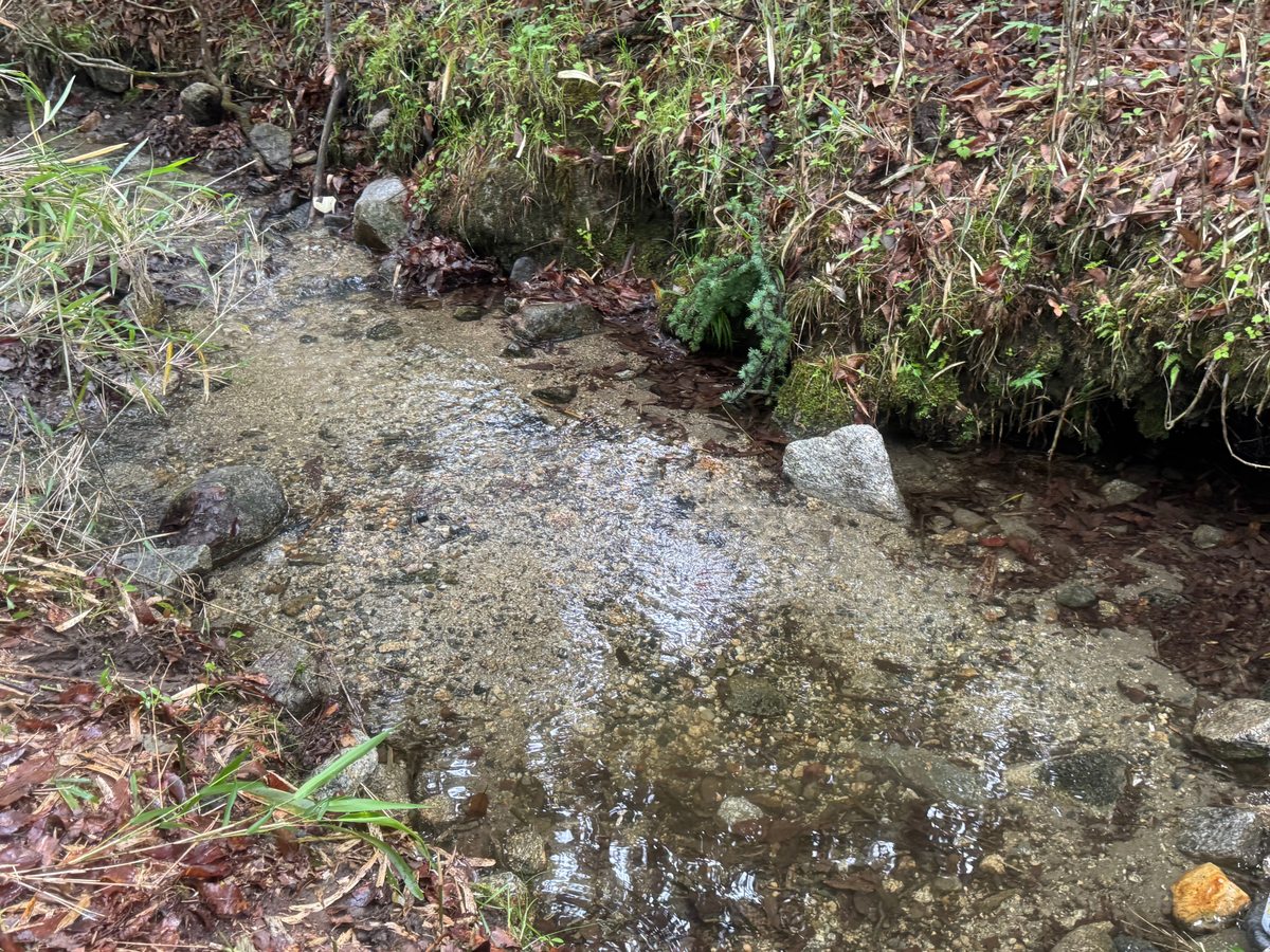 落葉期の沢。水が浅く広がり、砂利の川床が透けて見える